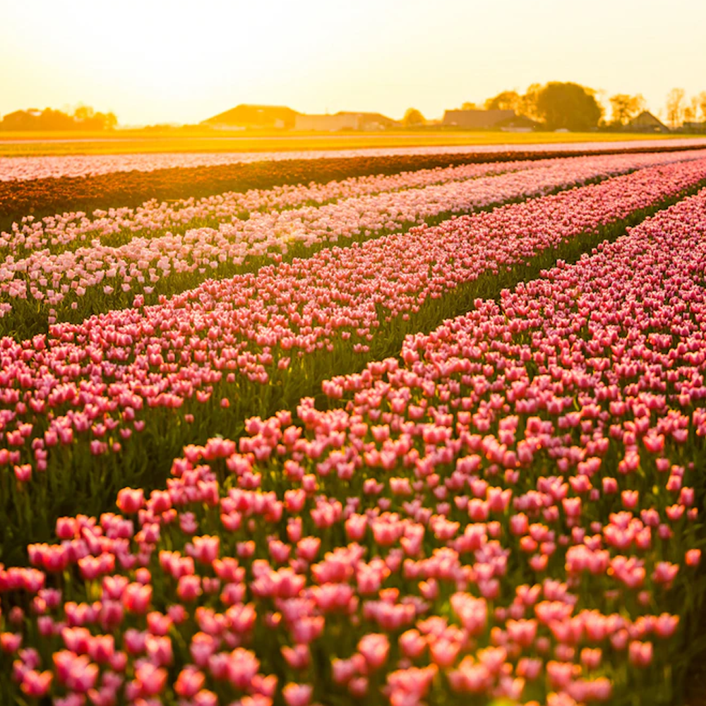 Boek een rit naar de tulpenvelden van Nederland via Mokum Taxi